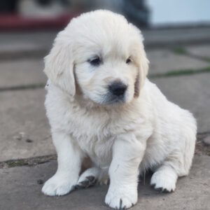 Zura Golden Retriever