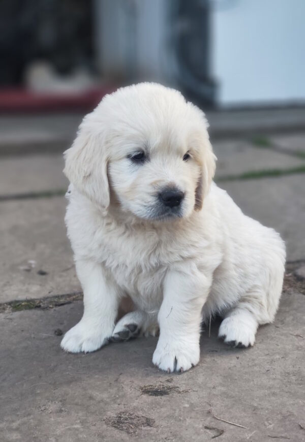 Zura Golden Retriever