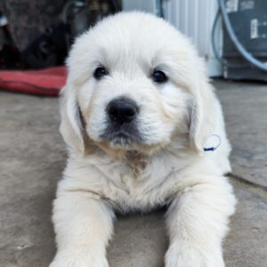 Zura Golden Retriever