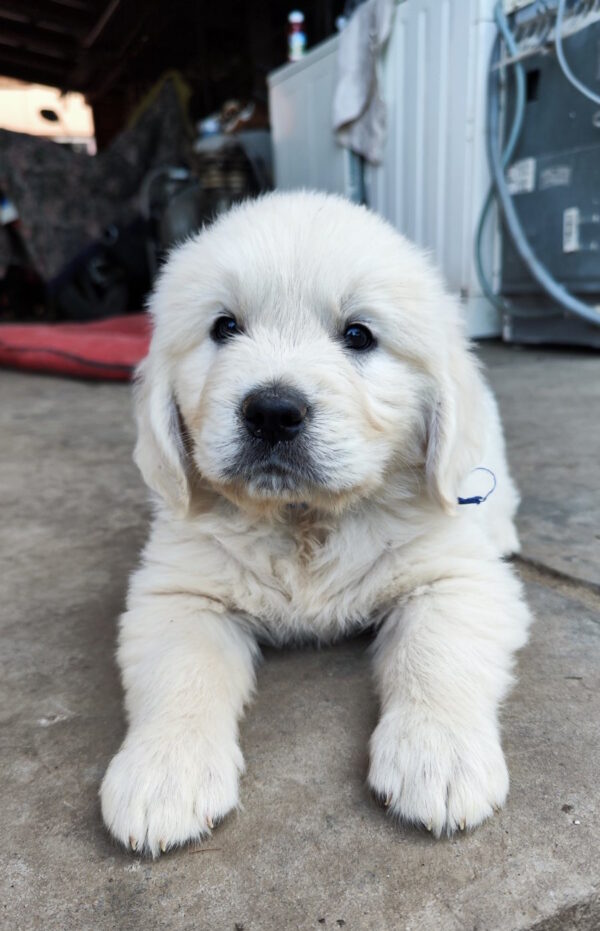 Zura Golden Retriever