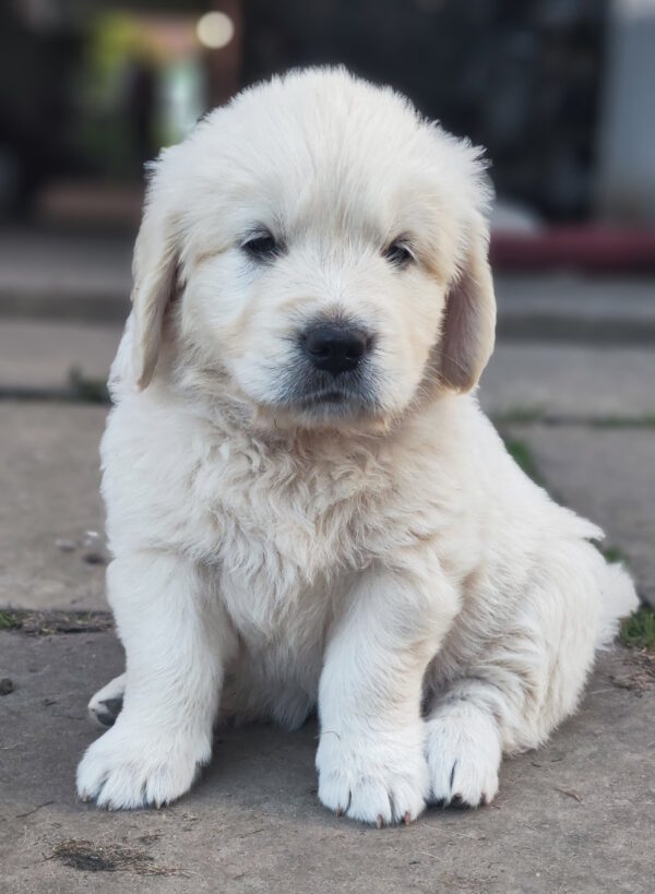Zura Golden Retriever