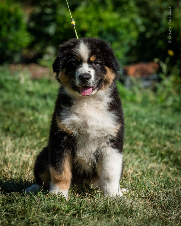 Adler Australian Shepherd