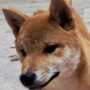 Aila Shiba Inu