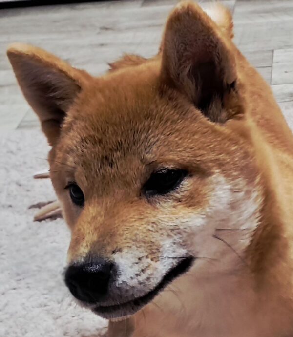Aila Shiba Inu