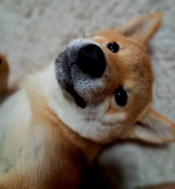Aila Shiba Inu