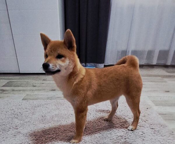 Aila Shiba Inu