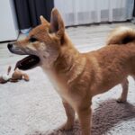 Aila-female-Shiba-puppy-for-sale-4