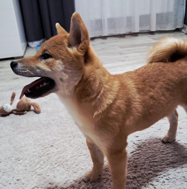 Aila Shiba Inu