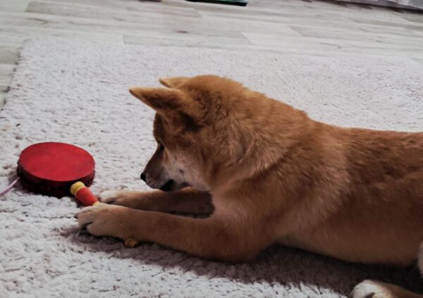 Aila Shiba Inu