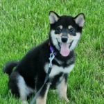 Yasujy Shiba Inu