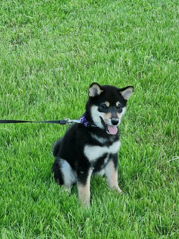 Akihiro Shiba Inu