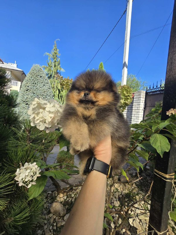 Alais Pomeranian