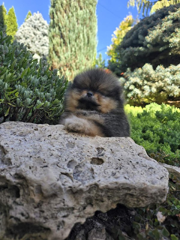 Alais Pomeranian
