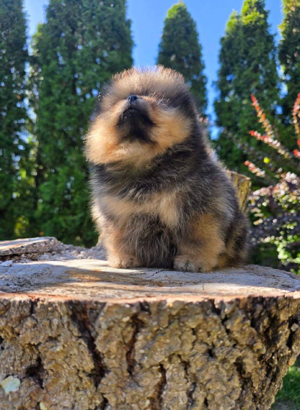 Alais Pomeranian