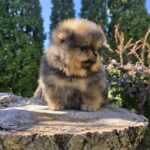 Armey Pomeranian