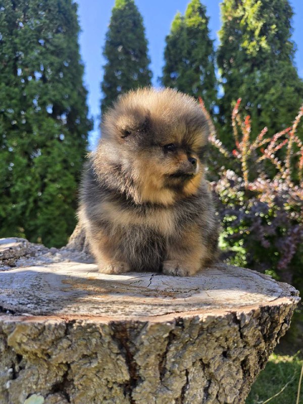 Alais Pomeranian