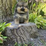 Alais-male-Pomeranian-puppy-for-sale-5