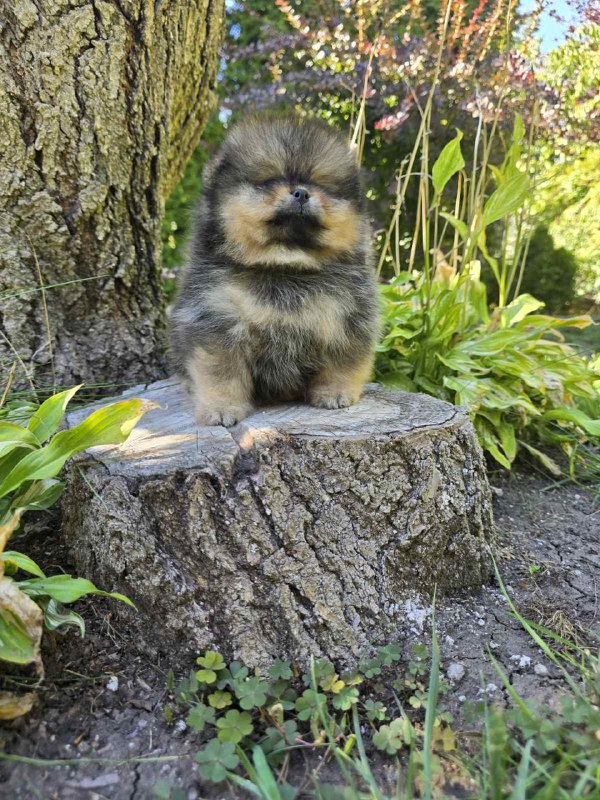 Alais Pomeranian