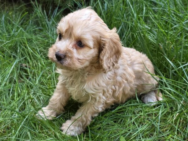 Albert Cavapoo
