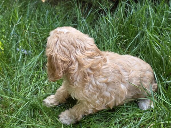 Albert Cavapoo