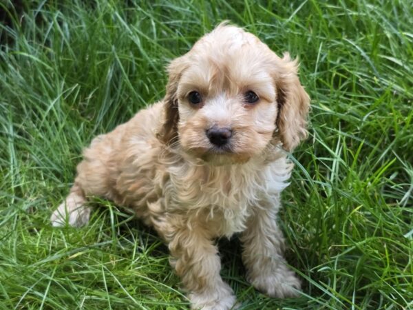Albert Cavapoo
