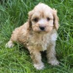 Diana Cavapoo