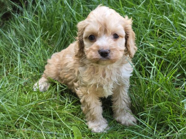 Albert Cavapoo