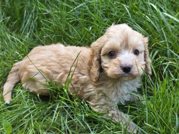 Albert Cavapoo