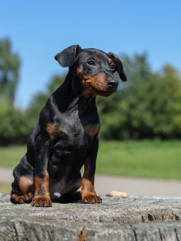 Alfonso Miniature Pinscher