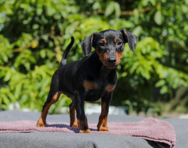 Alfonso Miniature Pinscher