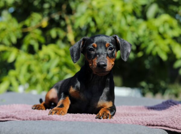 Alfonso Miniature Pinscher