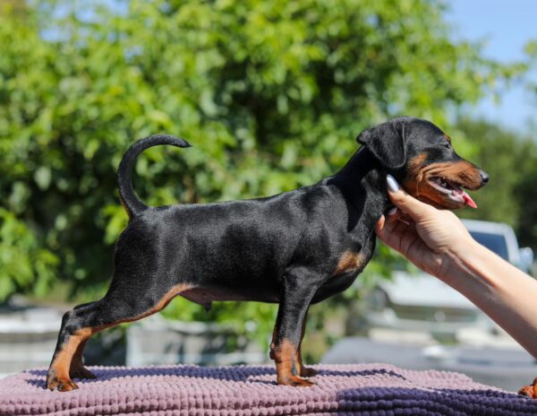 Alfonso Miniature Pinscher