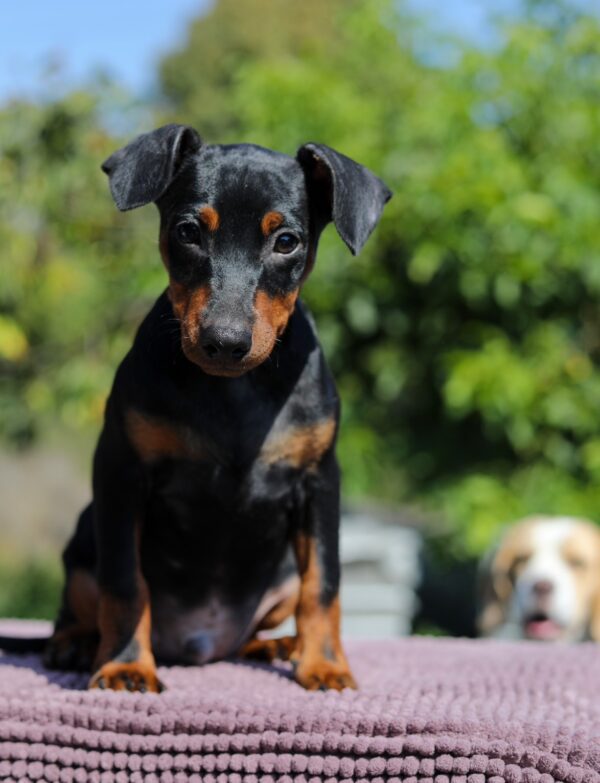 Alfonso Miniature Pinscher