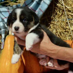 Alicia Welsh Corgi