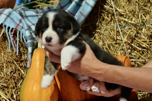 Alicia Welsh Corgi