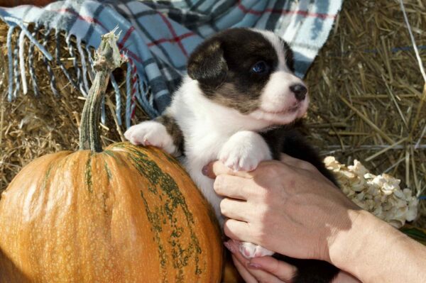 Alicia Welsh Corgi
