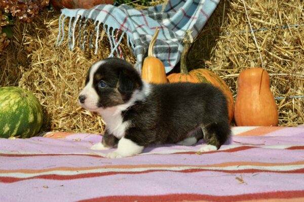 Alicia Welsh Corgi