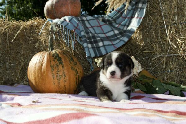 Alicia Welsh Corgi