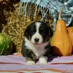 Alicia-female-welsh-corgi-puppy-for-sale-1 (5)