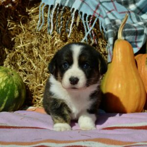 Alicia Welsh Corgi