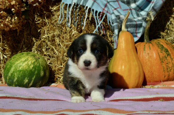Alicia Welsh Corgi