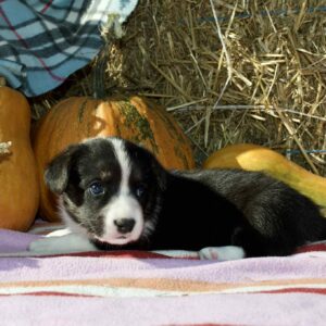 Alura Welsh Corgi