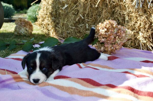 Alura Welsh Corgi