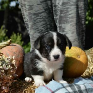 Alura Welsh Corgi