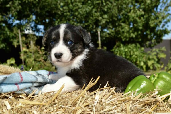 Alura Welsh Corgi