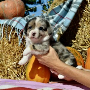 Amina Welsh Corgi
