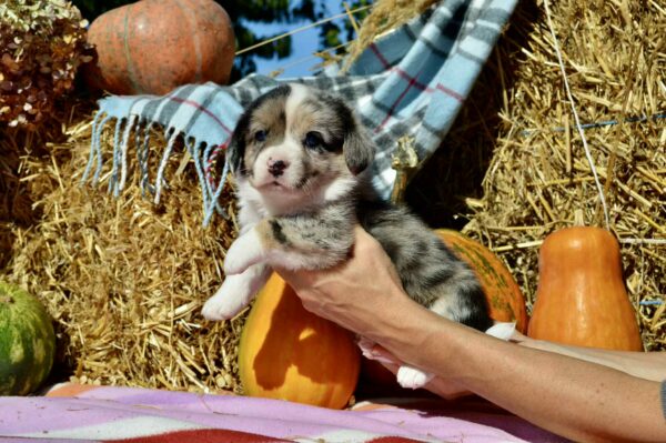 Amina Welsh Corgi