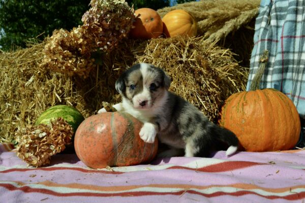 Amina Welsh Corgi