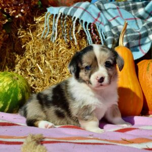Amina Welsh Corgi