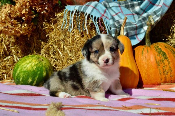 Amina Welsh Corgi